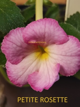 27. PETITE ROSETTE
